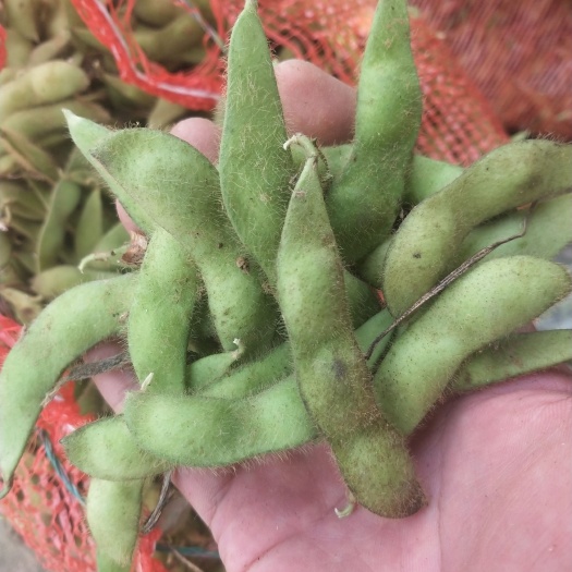 金乡县毛豆荚 保质保量