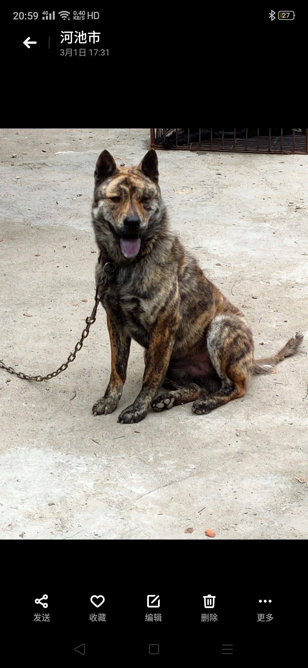  中华田园犬，土猎犬后代接受预订