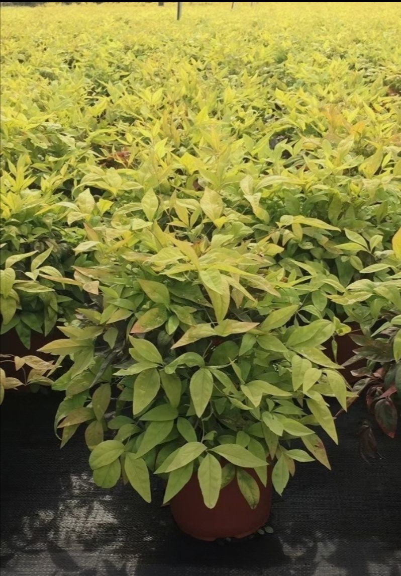 鸢尾凤尾兰紫花 燕尾基地直批