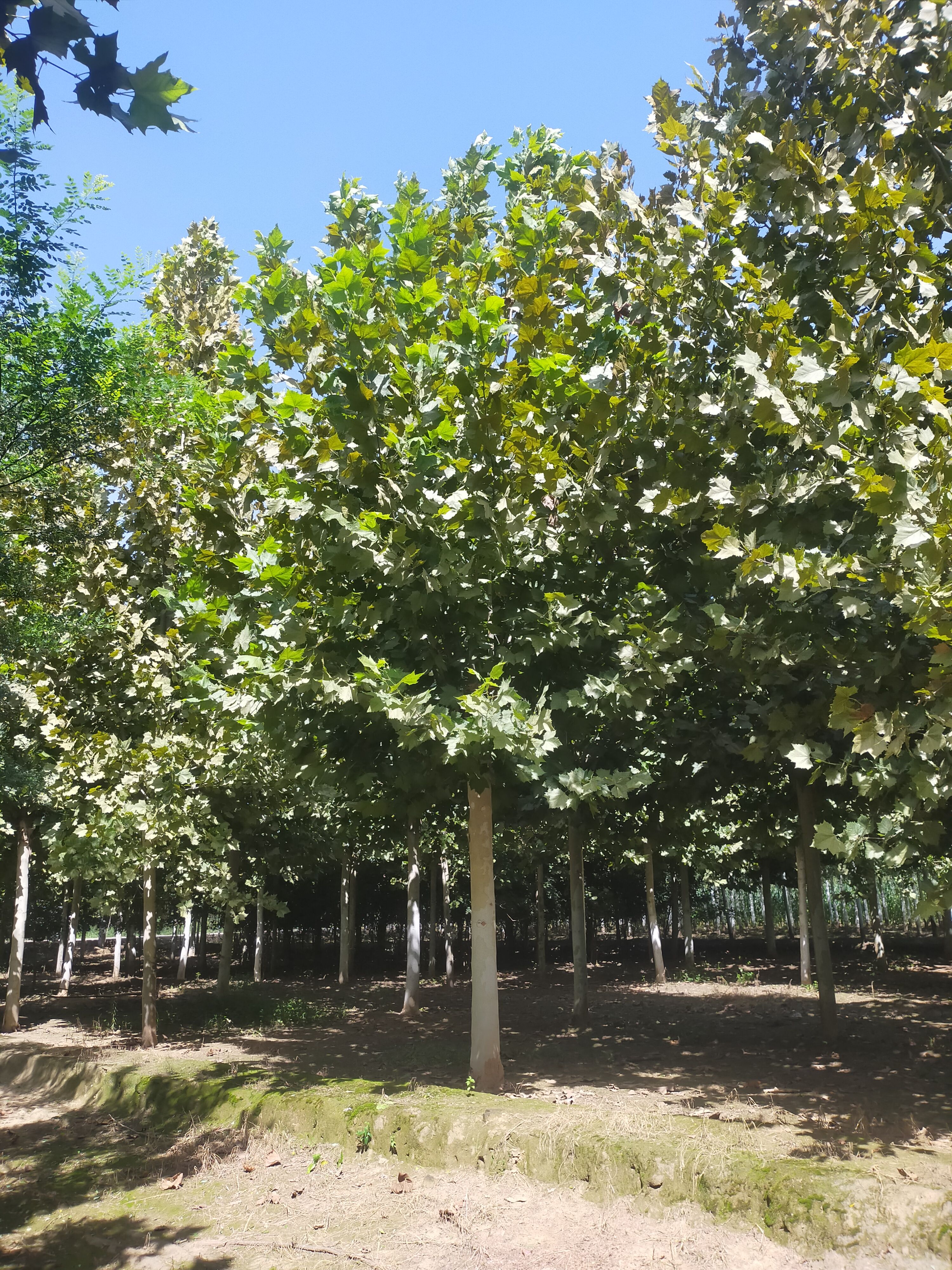 法国梧桐 法桐，20公分