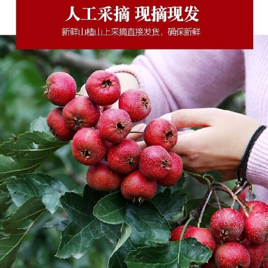 平邑县大绵球山楂  2024新果上市，品种大面球，抢鲜价，抢鲜果，