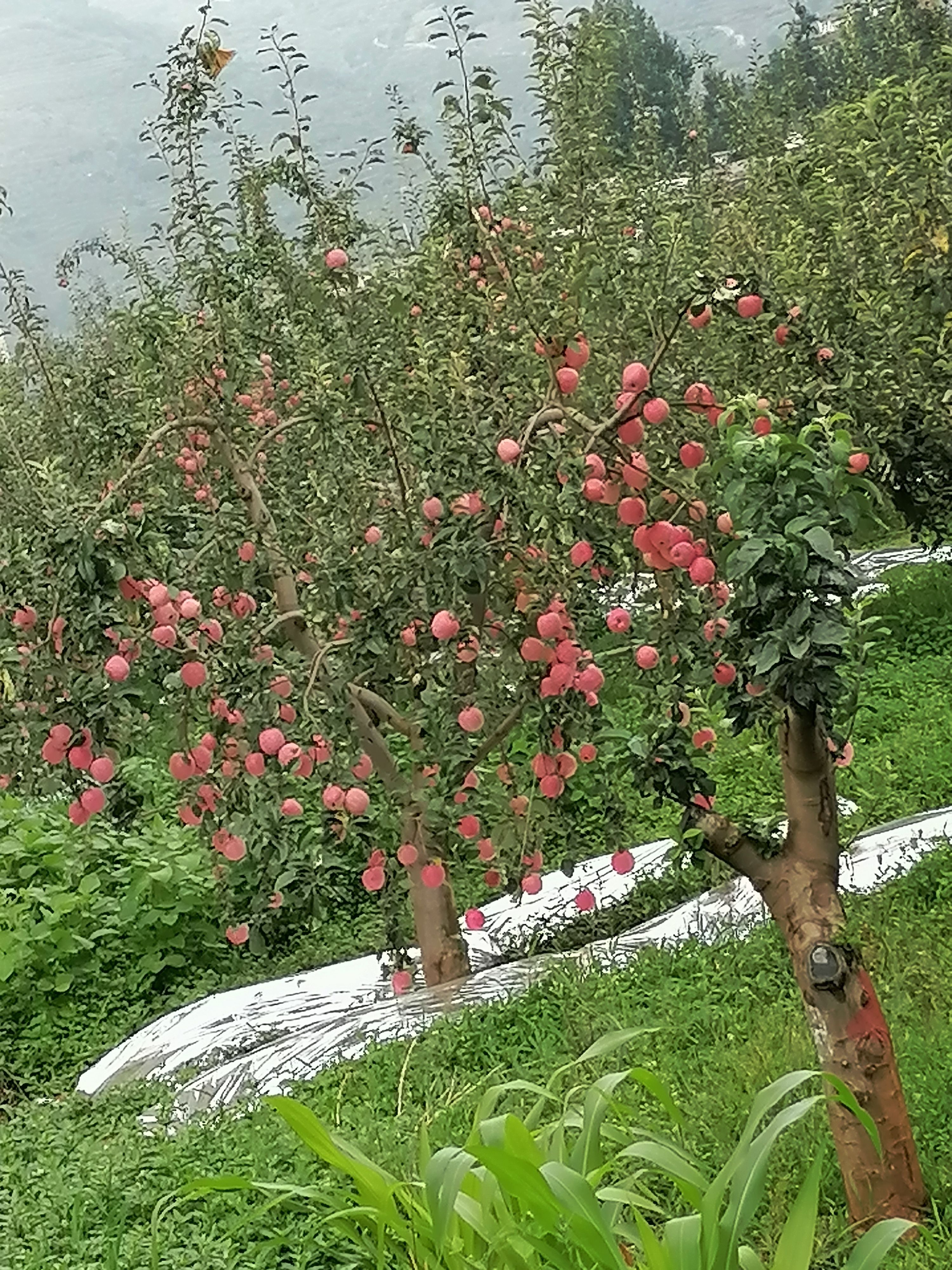 【自家果园直】红富士苹果昭通丑苹果2001火热上市品质保证