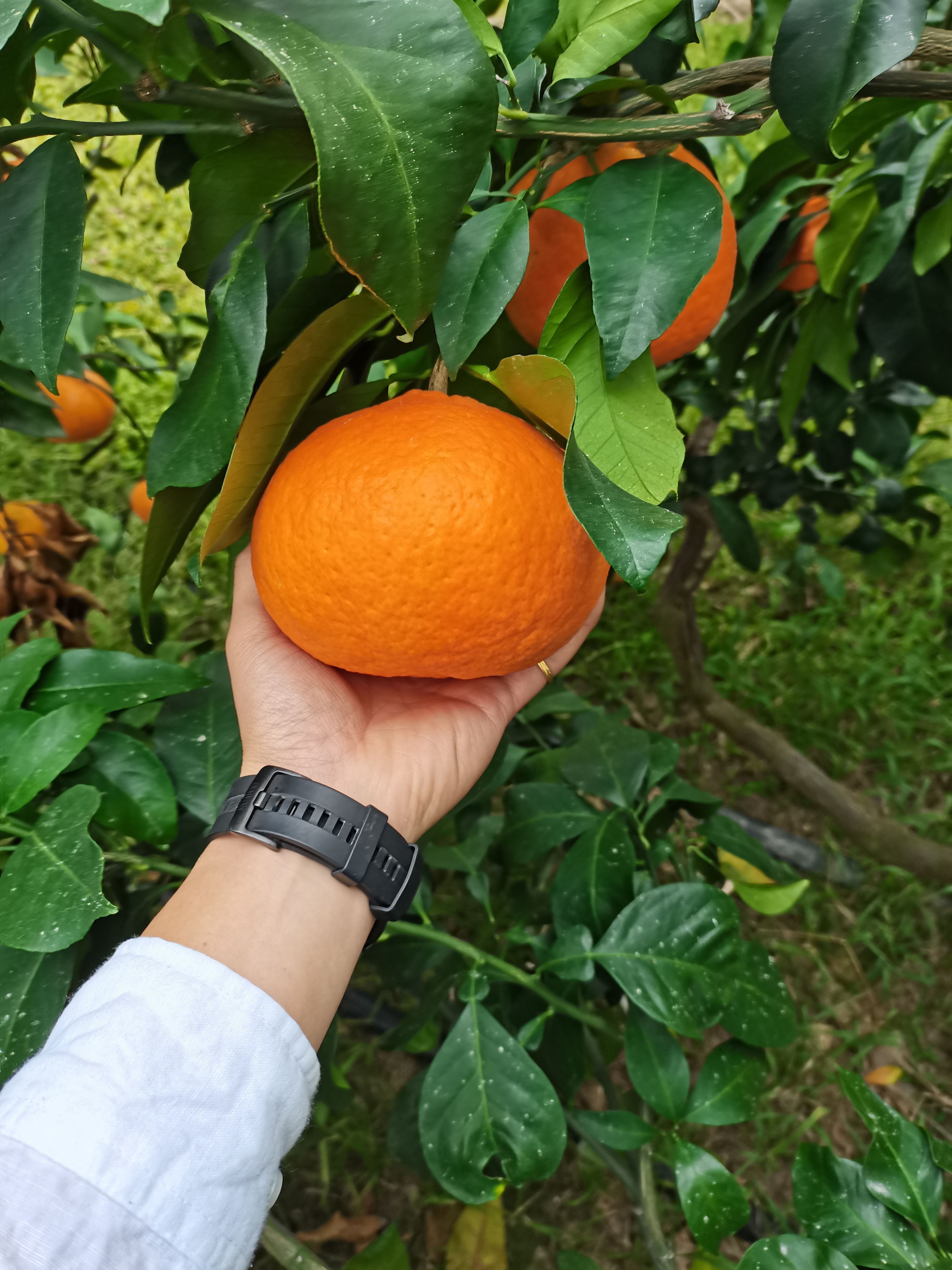 爱媛28号柑桔苗  象山红美人母本大树接穗枝条