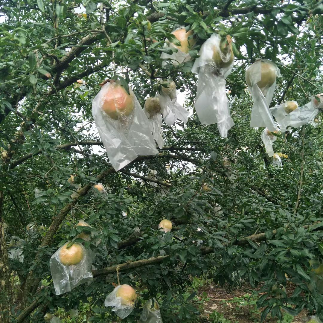 红石榴 云南蒙自老树甜石榴    自家种植   早上摘果  下午发货