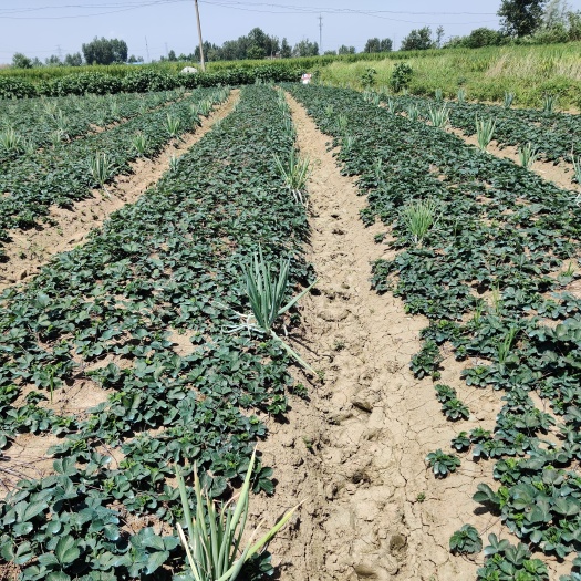 淮南 自家种的红颜草莓苗，价格联系商量