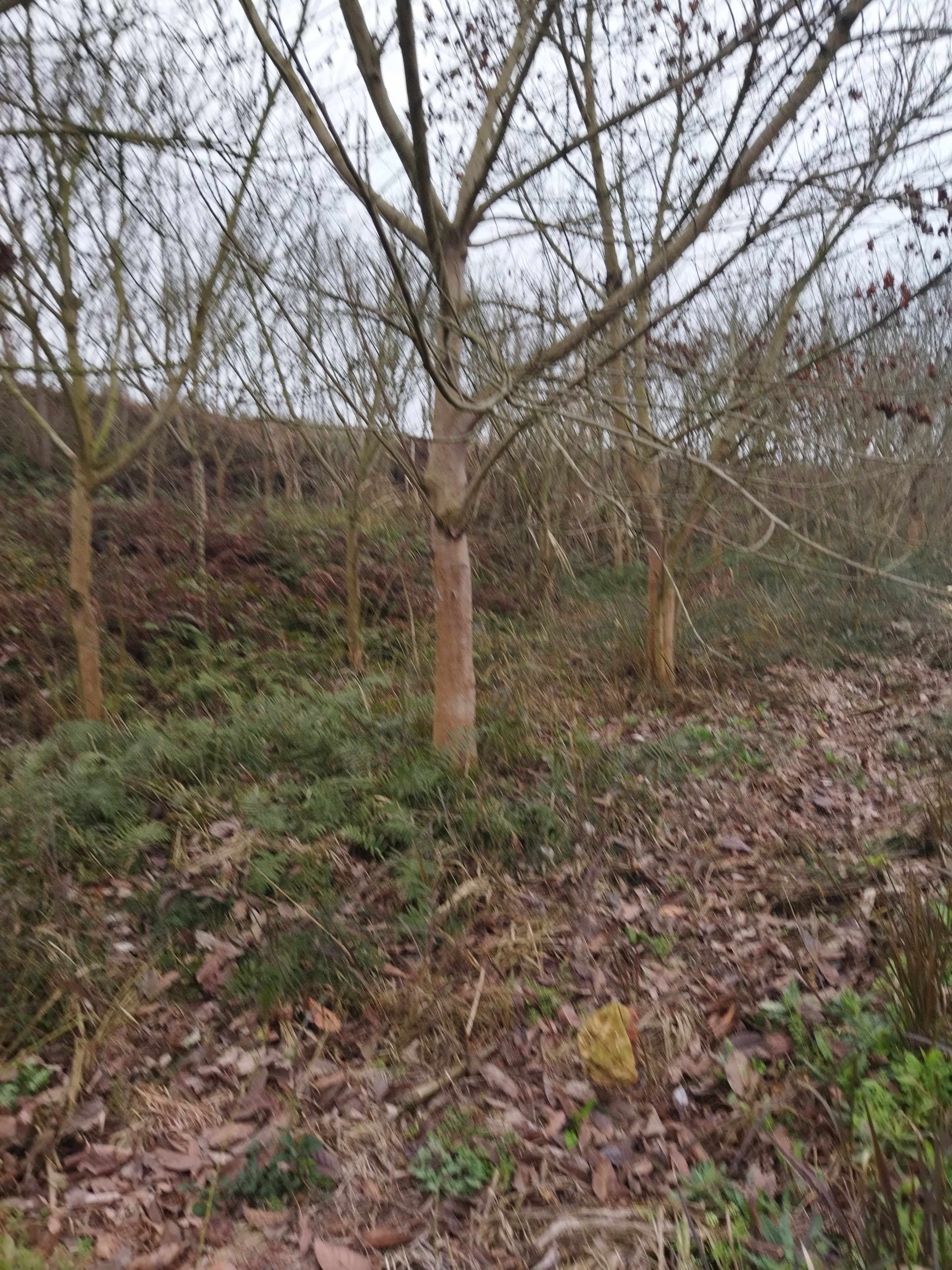 大叶榕  黄角树又名大叶容树大约一百株全要有优惠