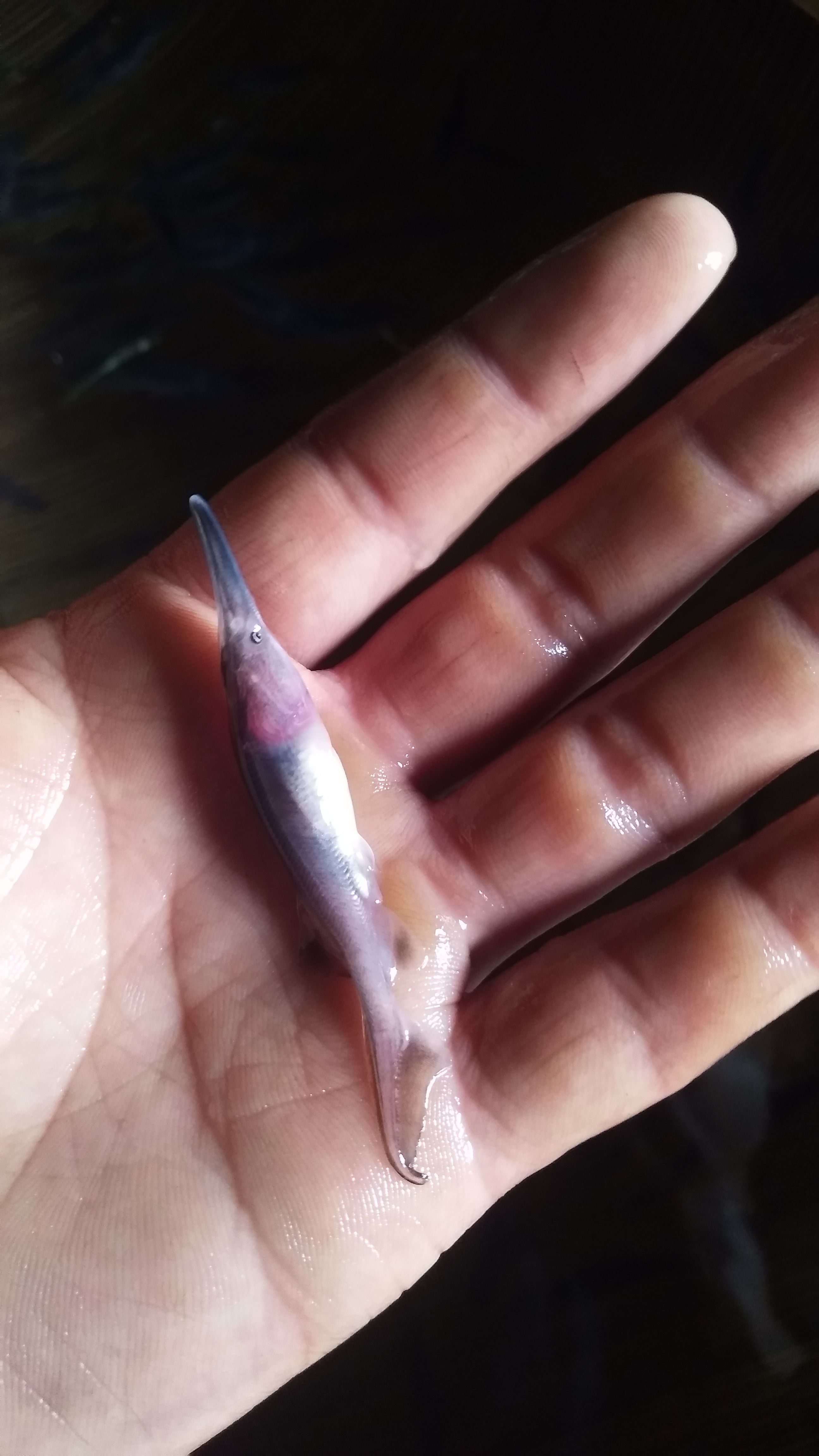 长吻鮠鱼苗  鸭嘴鱼，鸭嘴鱼苗。鸭嘴成鱼，自家养殖鱼，观赏食