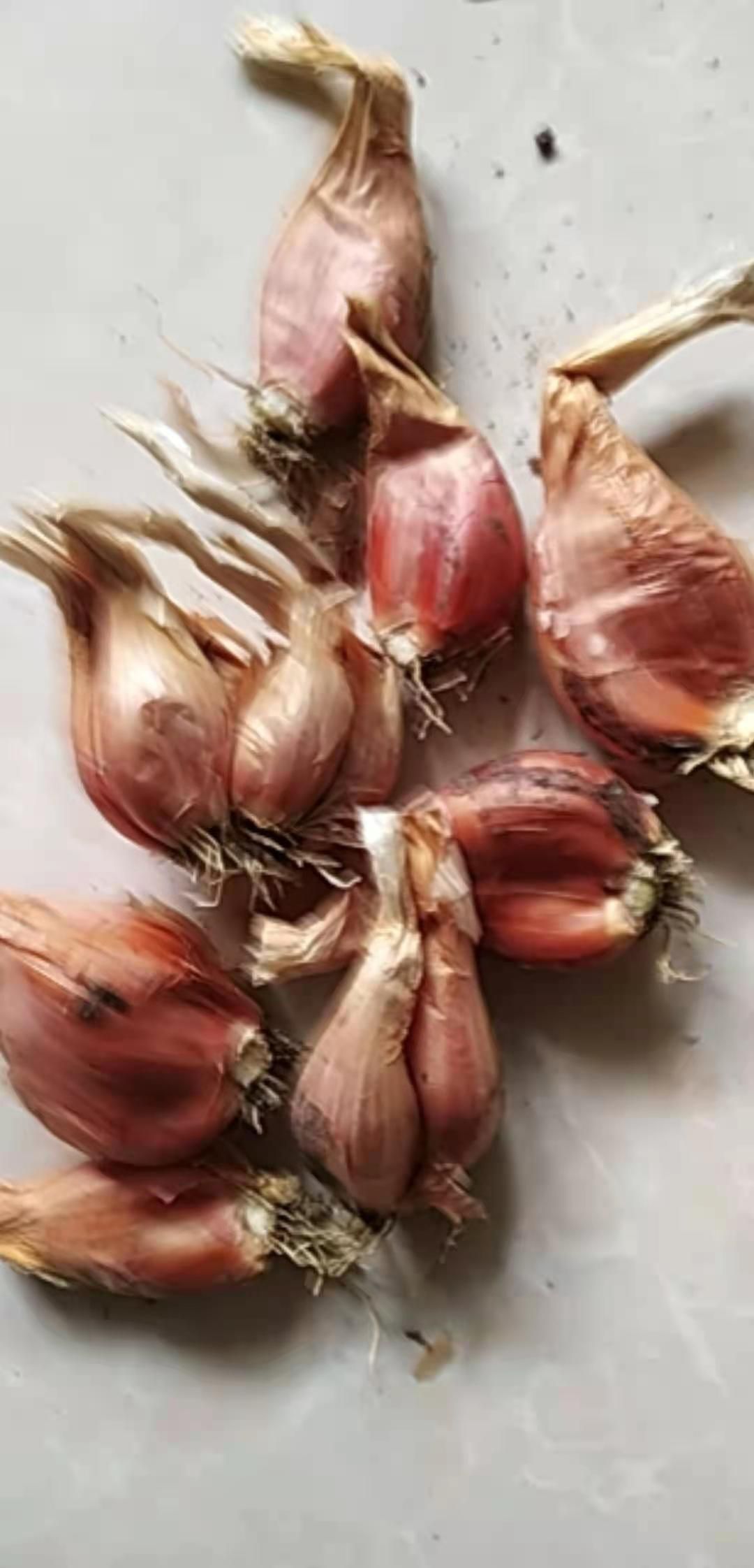 香葱头  香葱云南大理䓤头黄葱紫葱香葱全干基地培肓量大从优