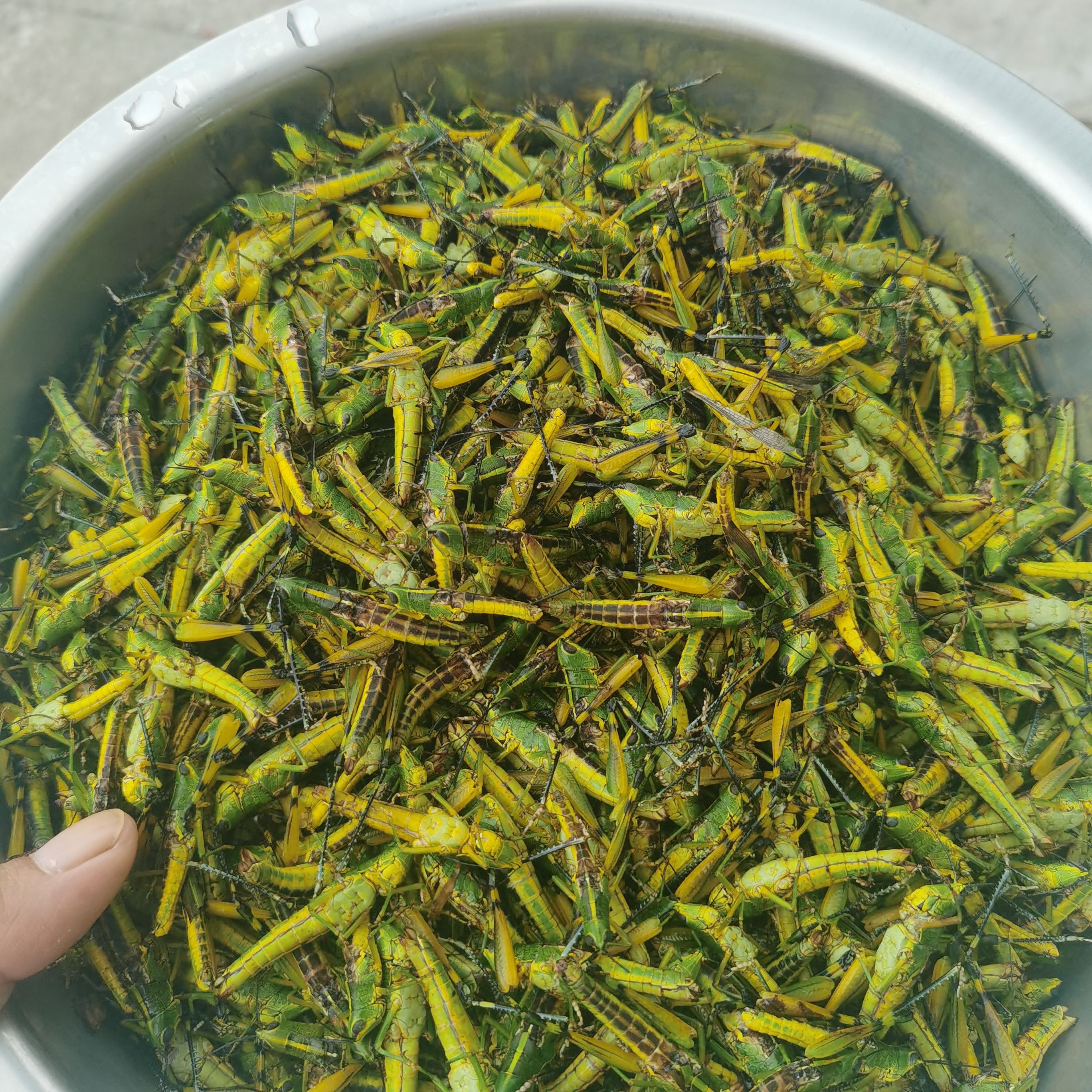 葛根虫  葛藤虫，葛麻藤虫，葛虫，麻藤虫，是一种真正的山珍美