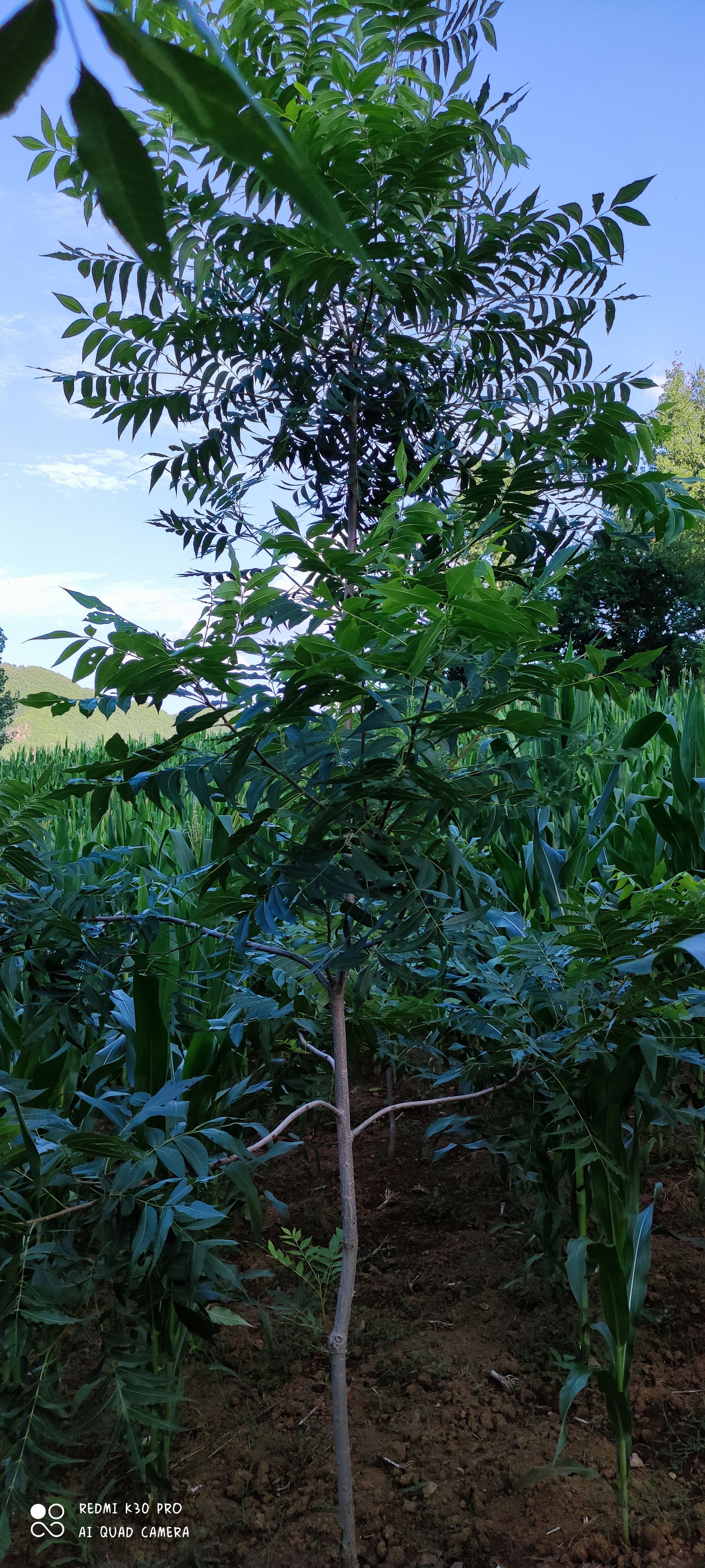 碧根果苗 碧根果   嫁接苗   实生苗   种子
