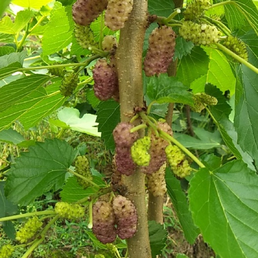 海宁市桂花蜜果桑苗  白桂花蜜桑树苗嫁接苗桂花味果桑苗南北方可种植
