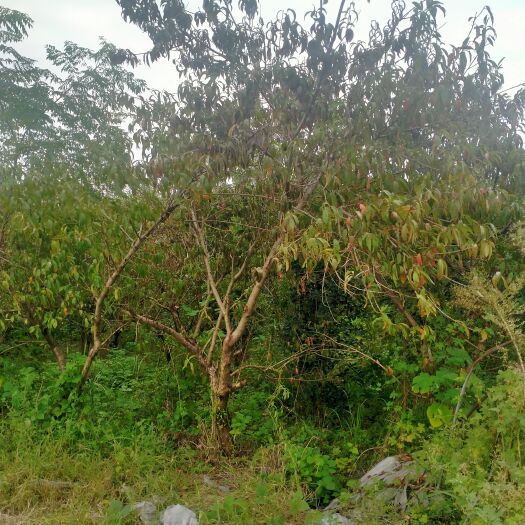 凤台县红叶碧桃 碧桃，龙纹松，桂花树，香樟树