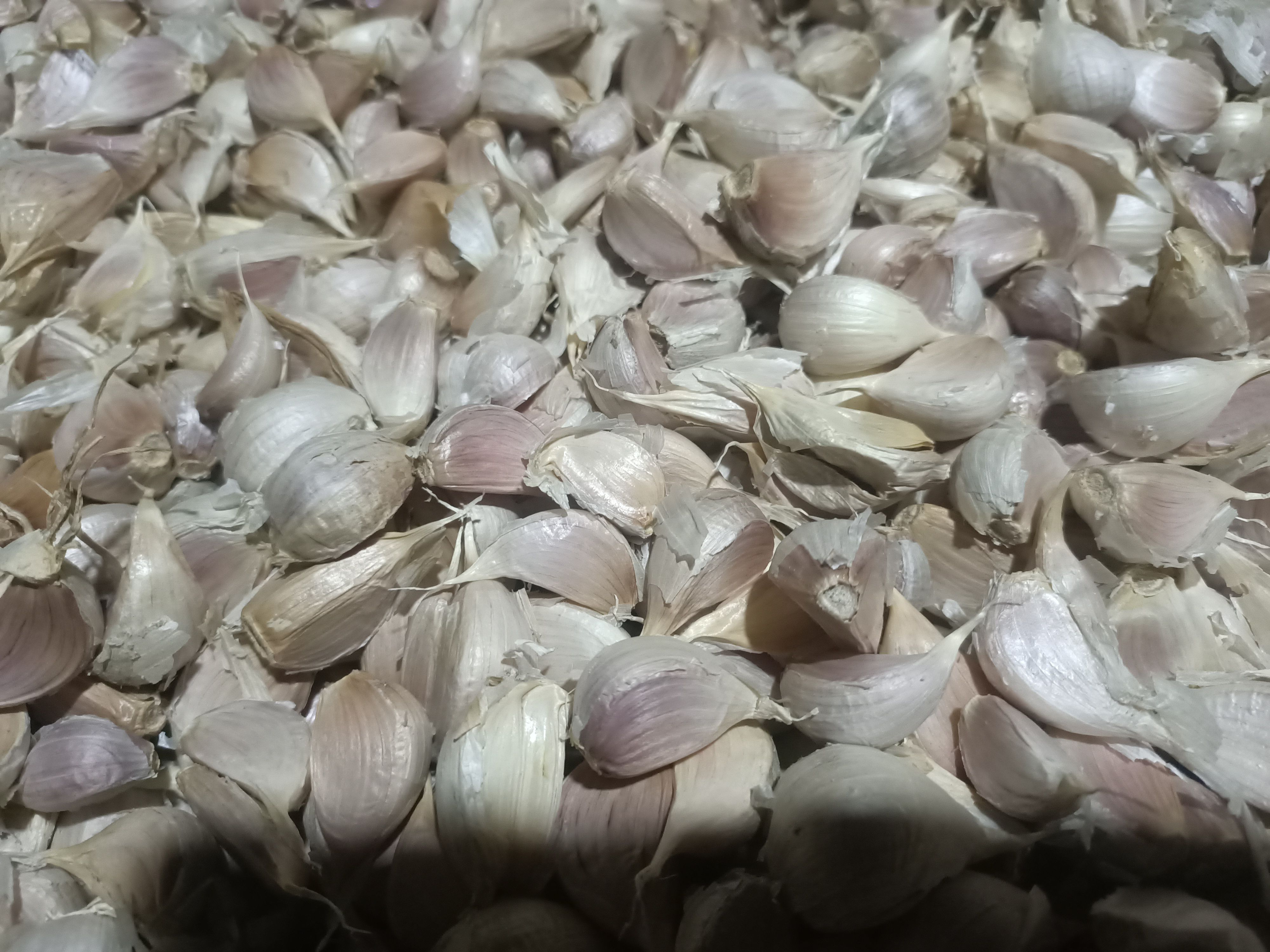 大蒜种子  蒜苗专用蒜种