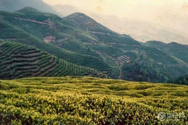 芦山县土地招租或合作， 老川茶茶园400亩。