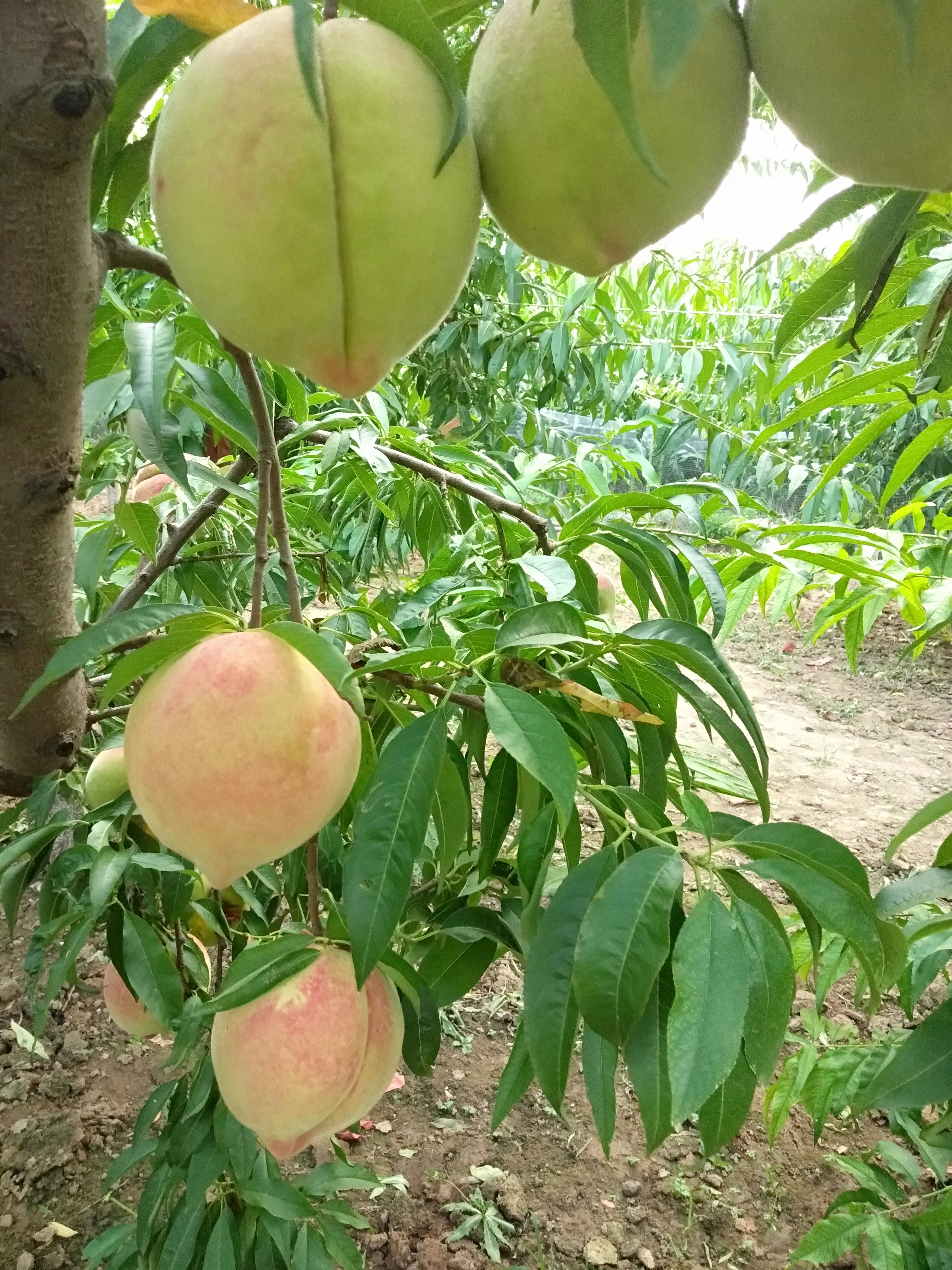  深州蜜桃甘甜如蜜