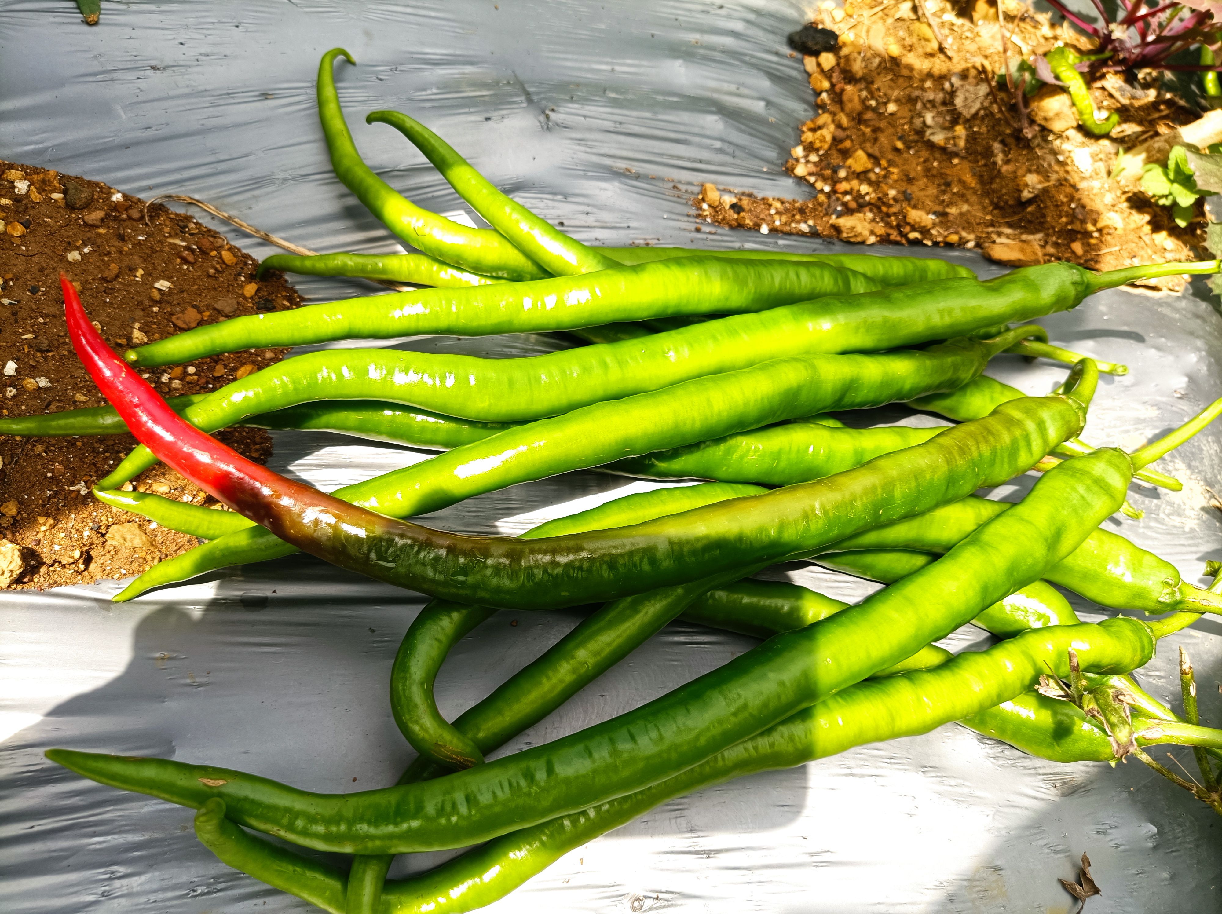  贵州帝王336辣椒青辣椒红辣椒大量上市需要联系