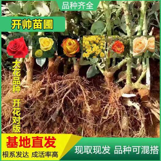 昆明四季玫瑰 1000棵起云南玫瑰苗老桩花苗裸根苗花卉庭院绿植阳