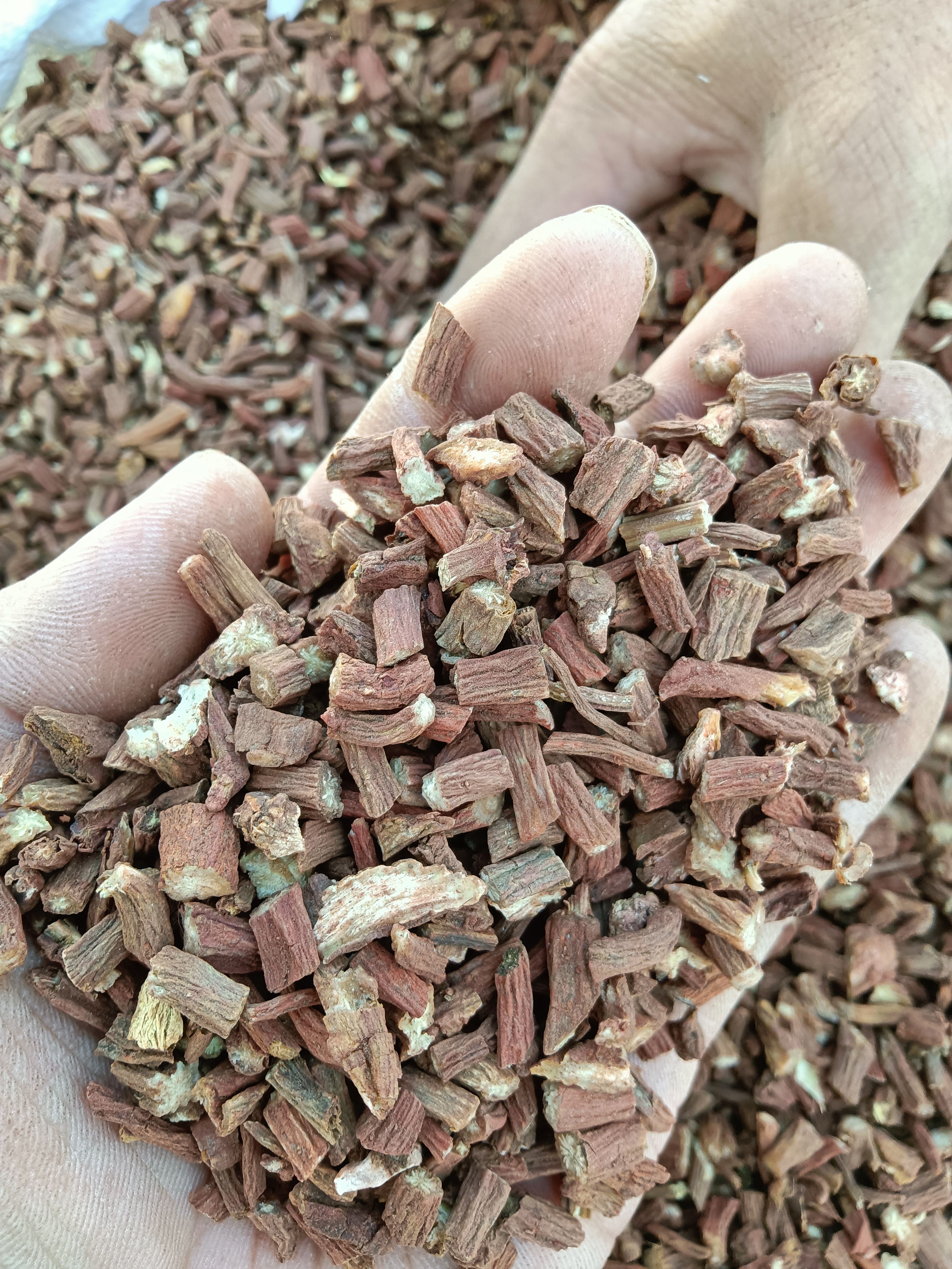 紫花丹参  丹参片丹参段产地直销