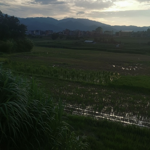 勐海县水田 土地出租，可种植香蕉，西瓜热带反季节农作物