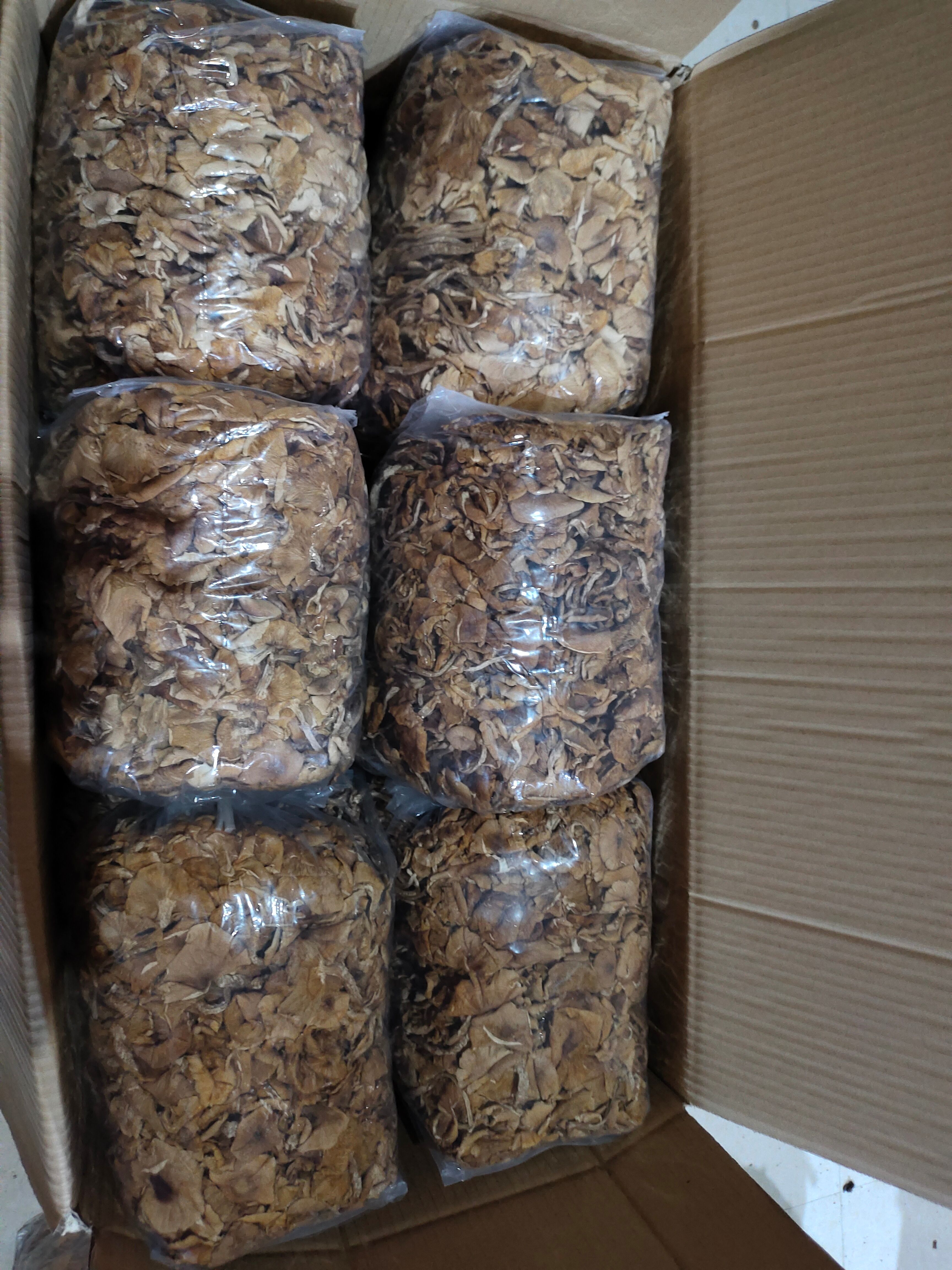 茶树菇，开伞茶树菇 2025年新货不开伞茶树菇 福建产地直发