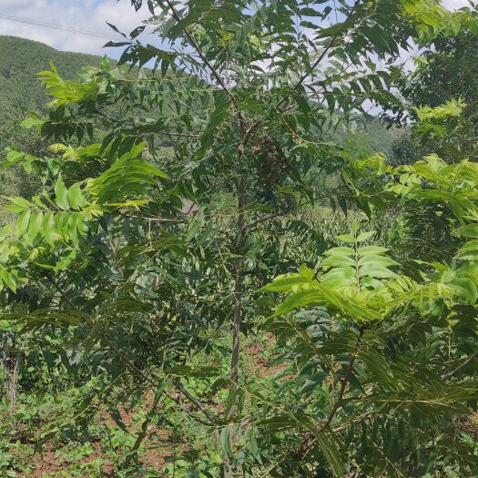 汝阳县碧根果苗 碧根果实生苗   嫁接苗