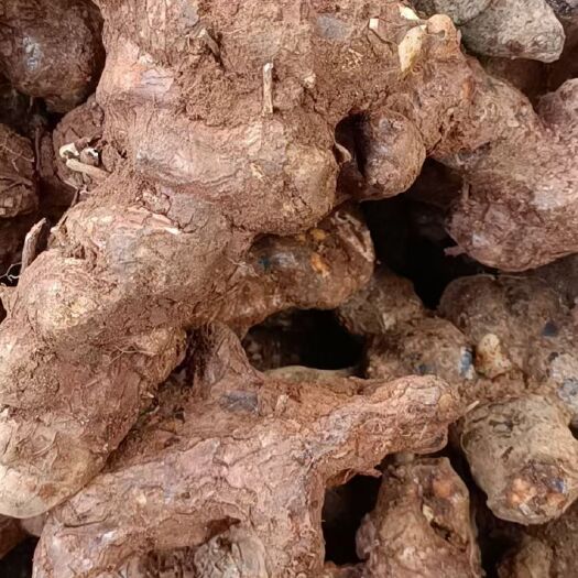 钟山县土茯苓/土茯苓/中药材土茯苓/土茯苓干片/新鲜土茯苓