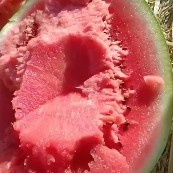 八月瓜 内蒙古自治区鄂尔多斯市鄂托克旗 花皮