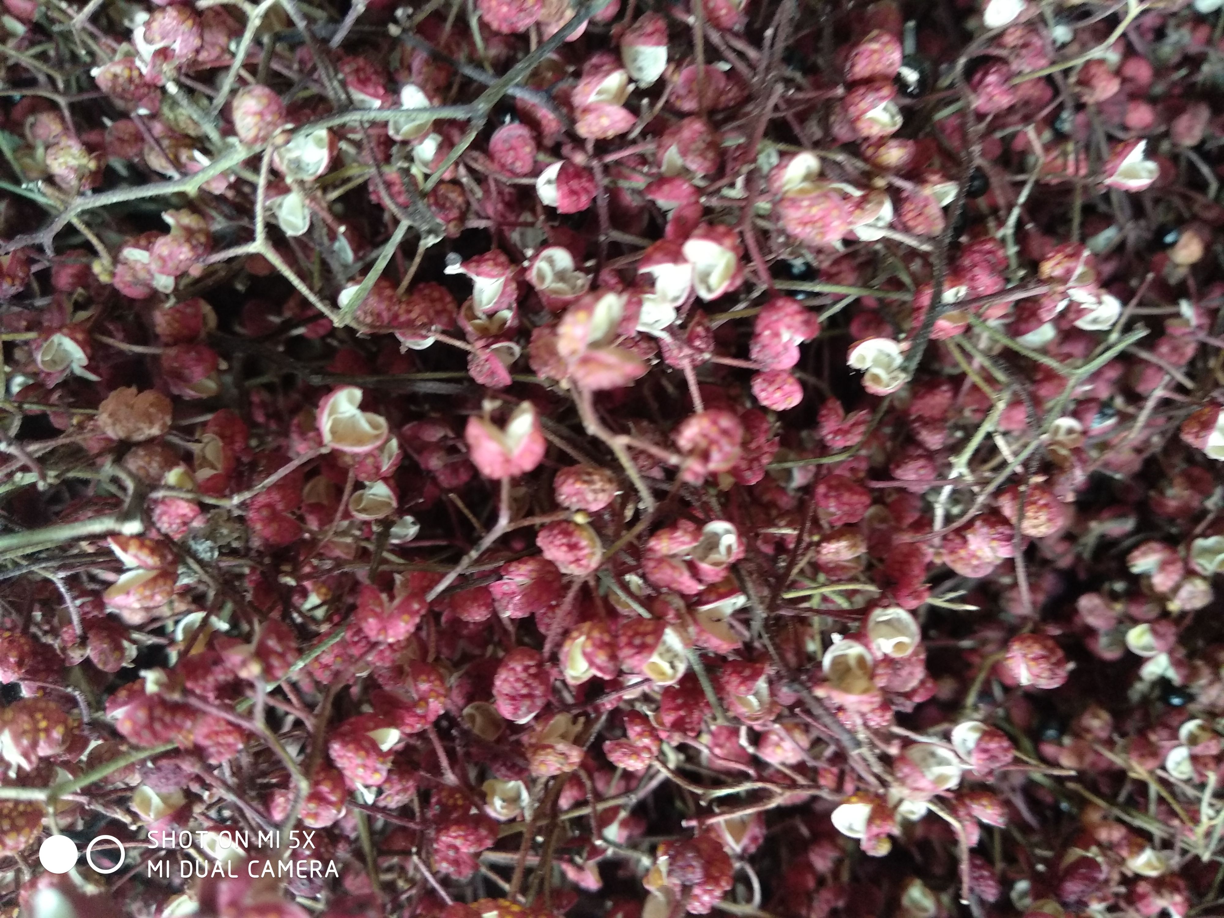 红花椒  花椒    野花椒佐料，调味，爆料，支持批发