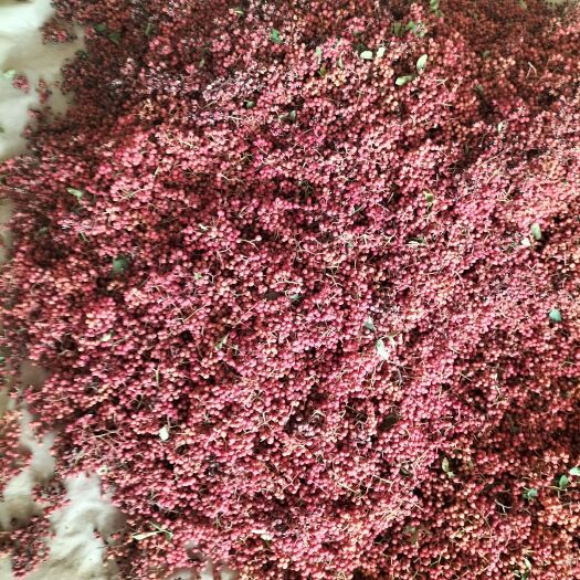 澄城县大红袍花椒  花椒，大红袍，专业种花椒十多年都是自家种的。