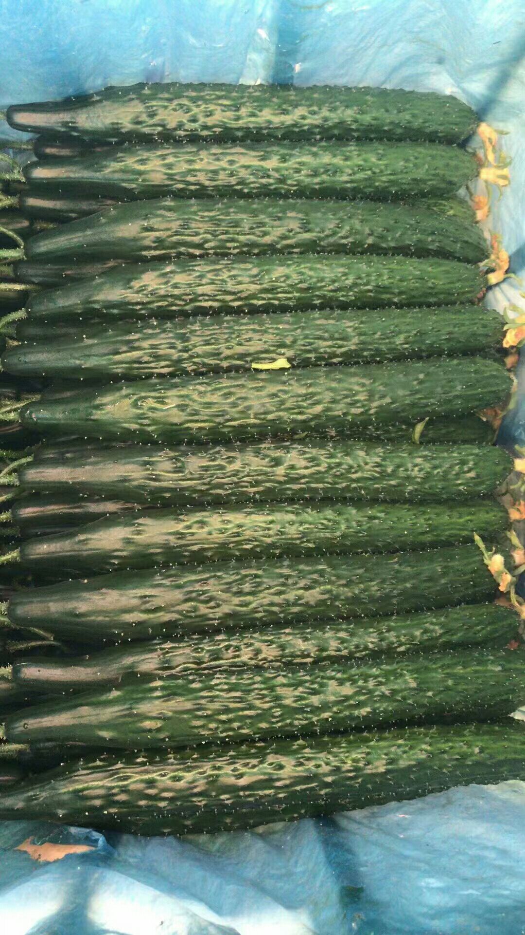 密刺黄瓜  ，一手货源，全国发货。