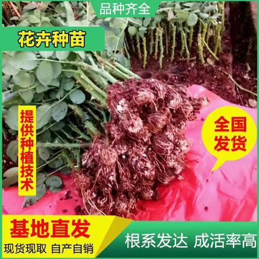 玫瑰苗 基地直供云南斗南玫瑰月季花苗鲜切花种苗裸根扦插小苗