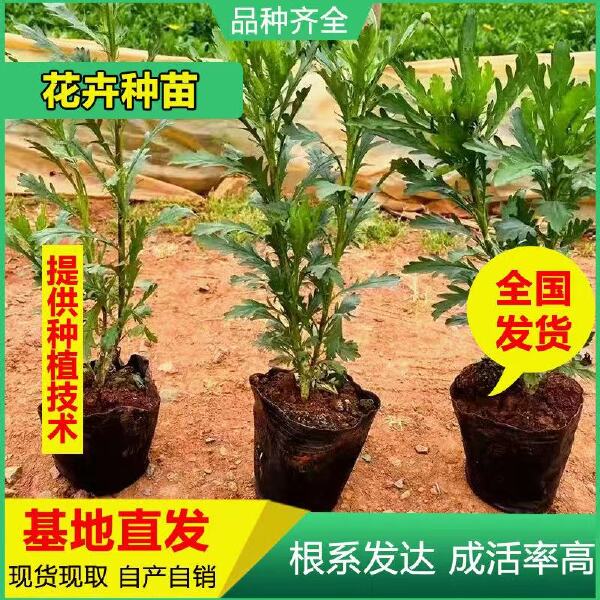 基地直供木春菊苗茼蒿菊黄金菊绿化工程苗木带土发货可脱土四季开