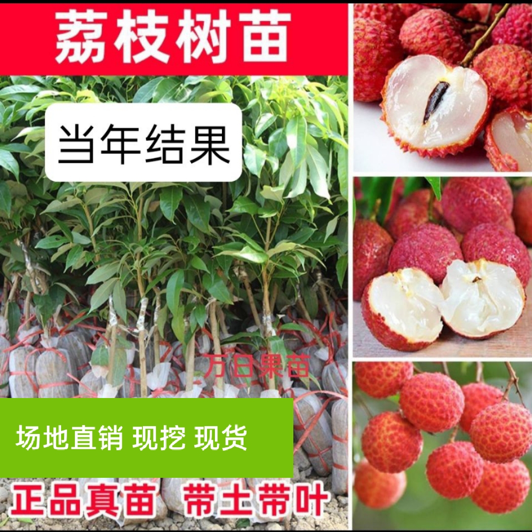 鸡嘴荔枝苗 广州仙进奉 观音绿  荔枝王苗桂味 无核荔枝妃