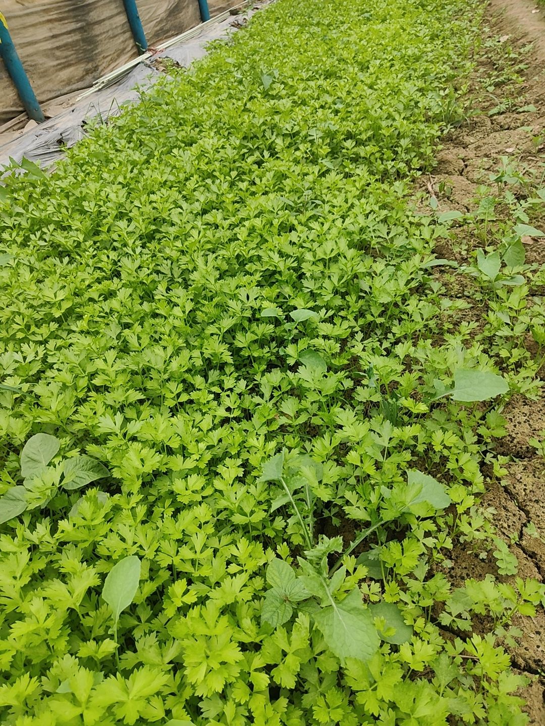 芹菜苗  法国皇后当天拔苗当天发货质量好