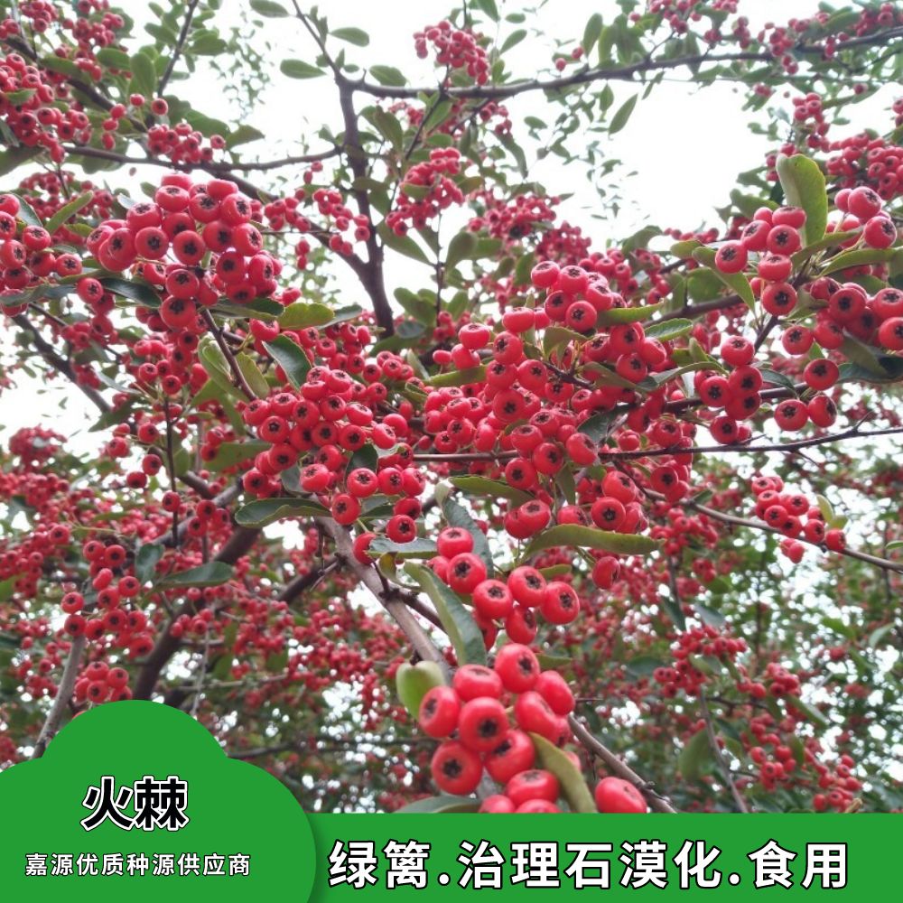 沭阳县火棘果盆景老桩树盆栽火棘种子种籽林木种籽四季多年生观叶种孑