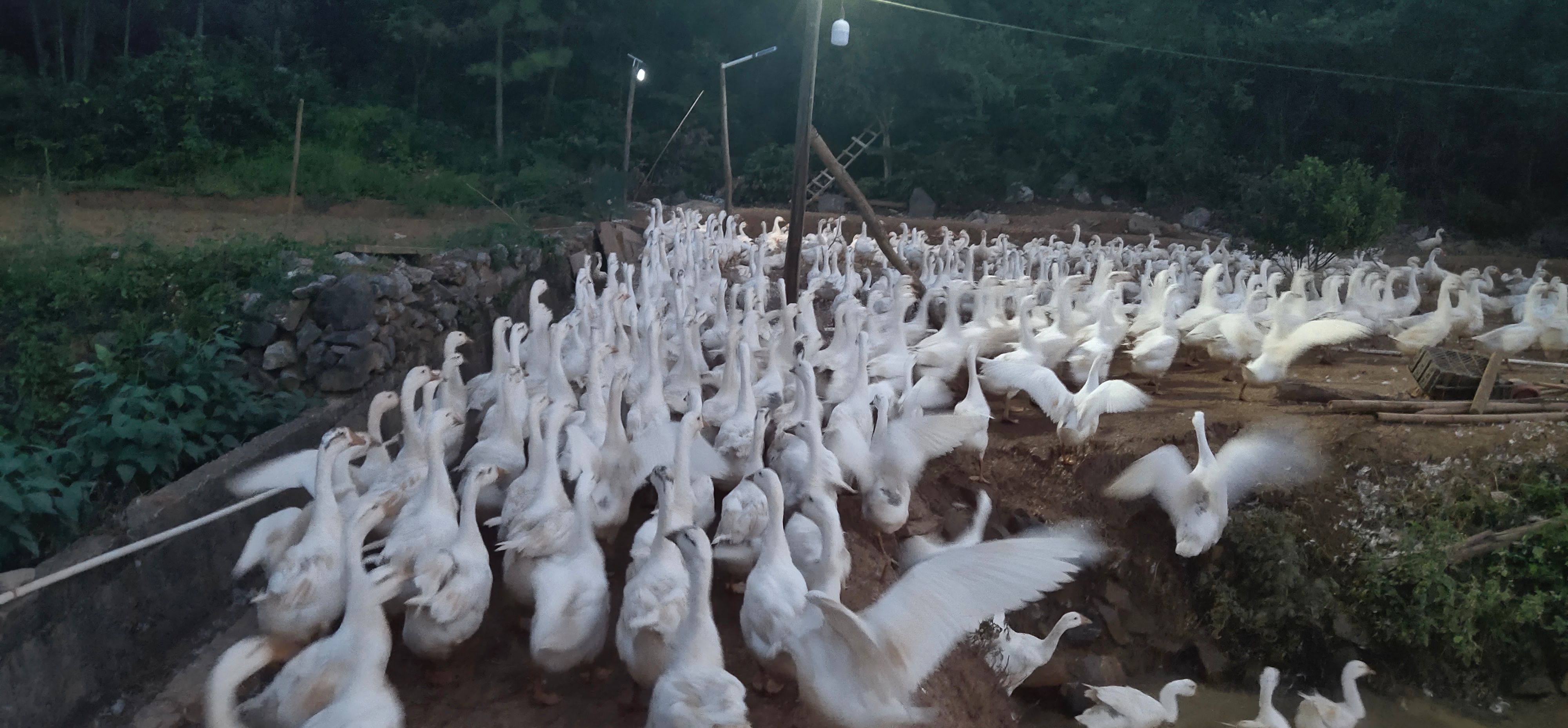 白鹅 有需要的联系我