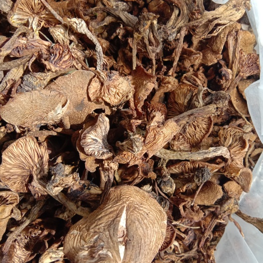 榛蘑  东北野生蘑菇，今年本地新货，烘干榛蘑，一级货