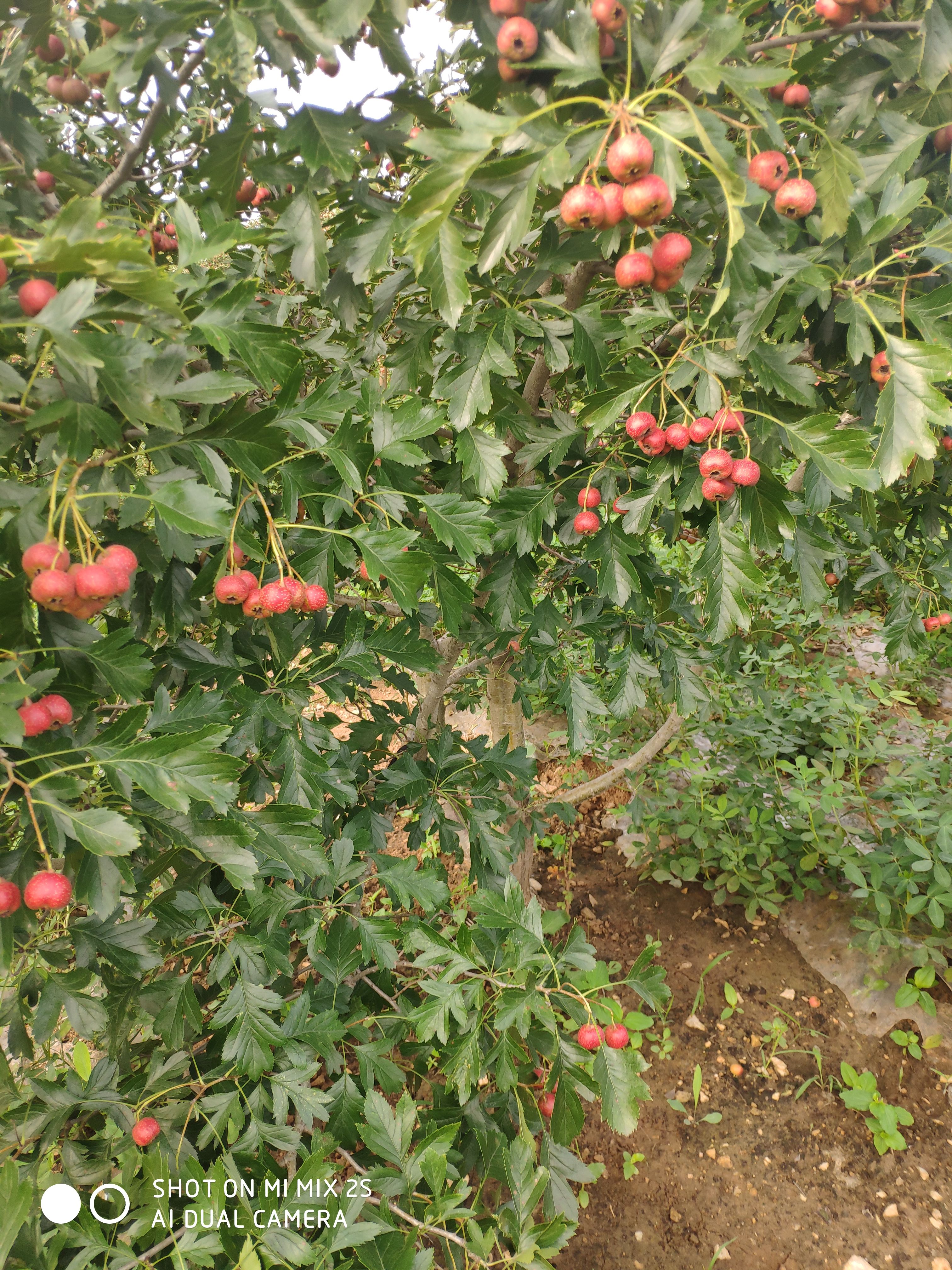 山东甜红子山楂