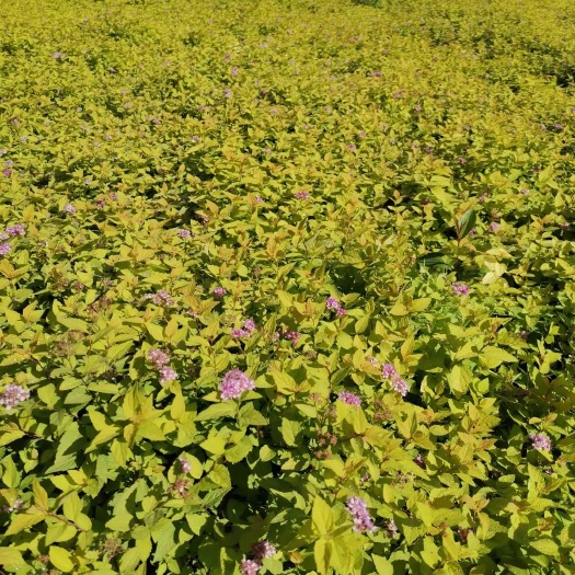 金山绣线菊大量销售中价格优惠质量好数量大