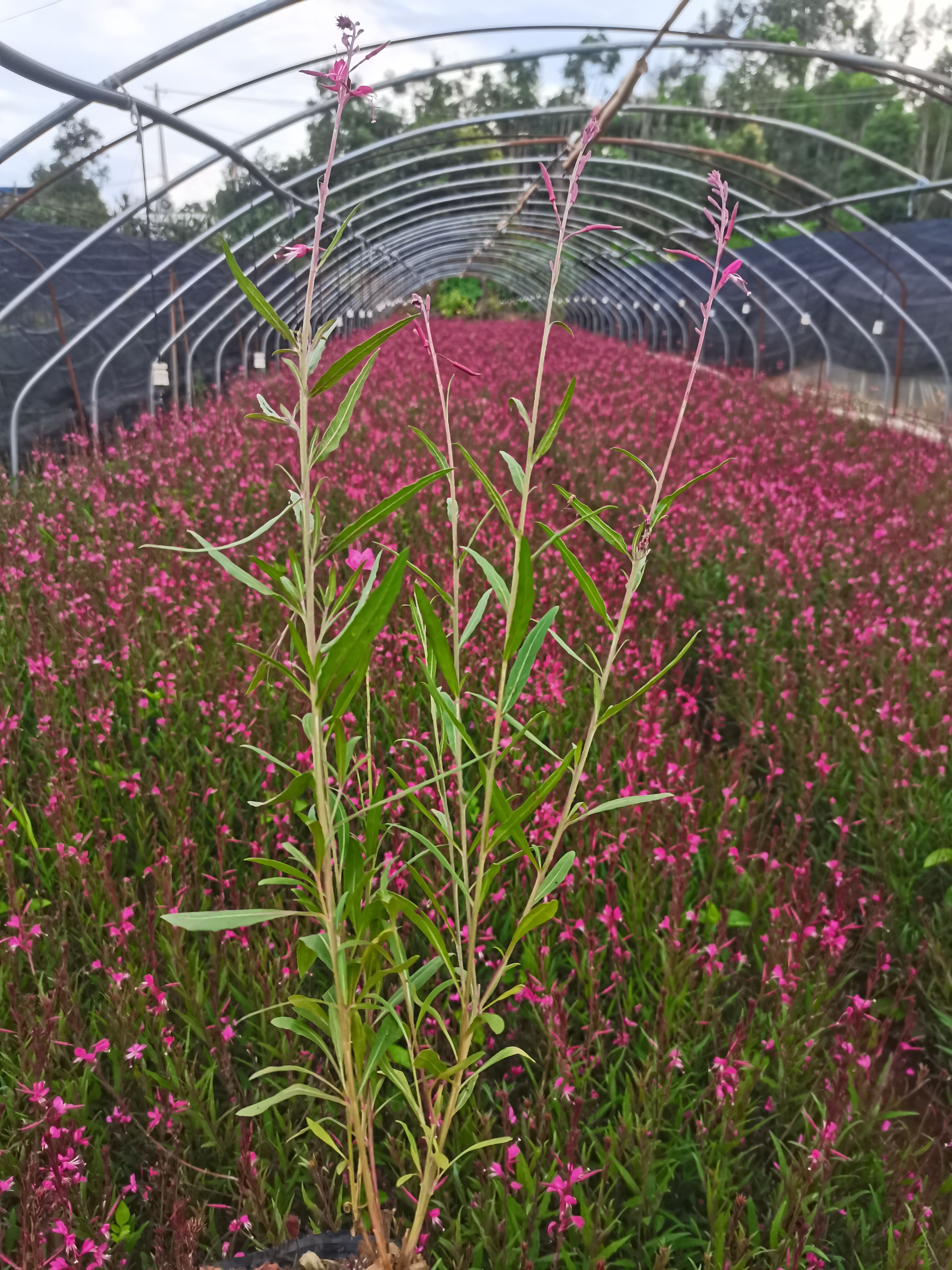 千鳥花山桃草，云南昆明山桃草種植園一手貨源