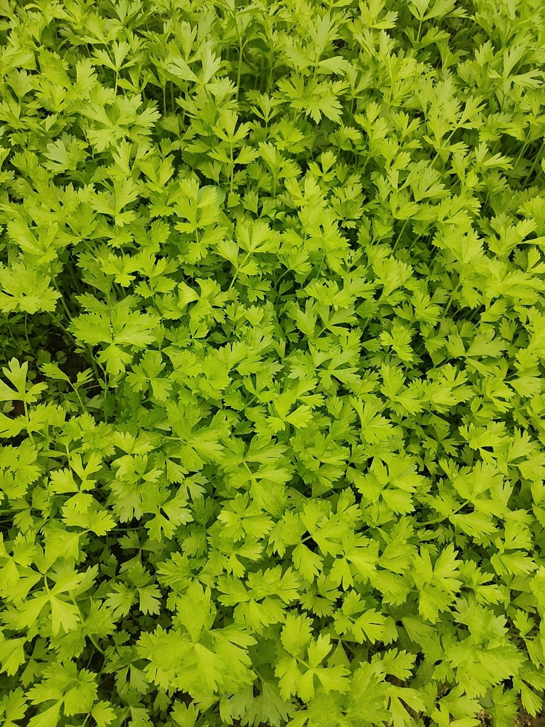 芹菜苗  法国皇后当天拔苗当天发货质量好
