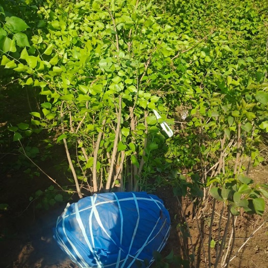 博野县紫丁香 大敦丛生丁香大量销售中价格优惠质量好数量大