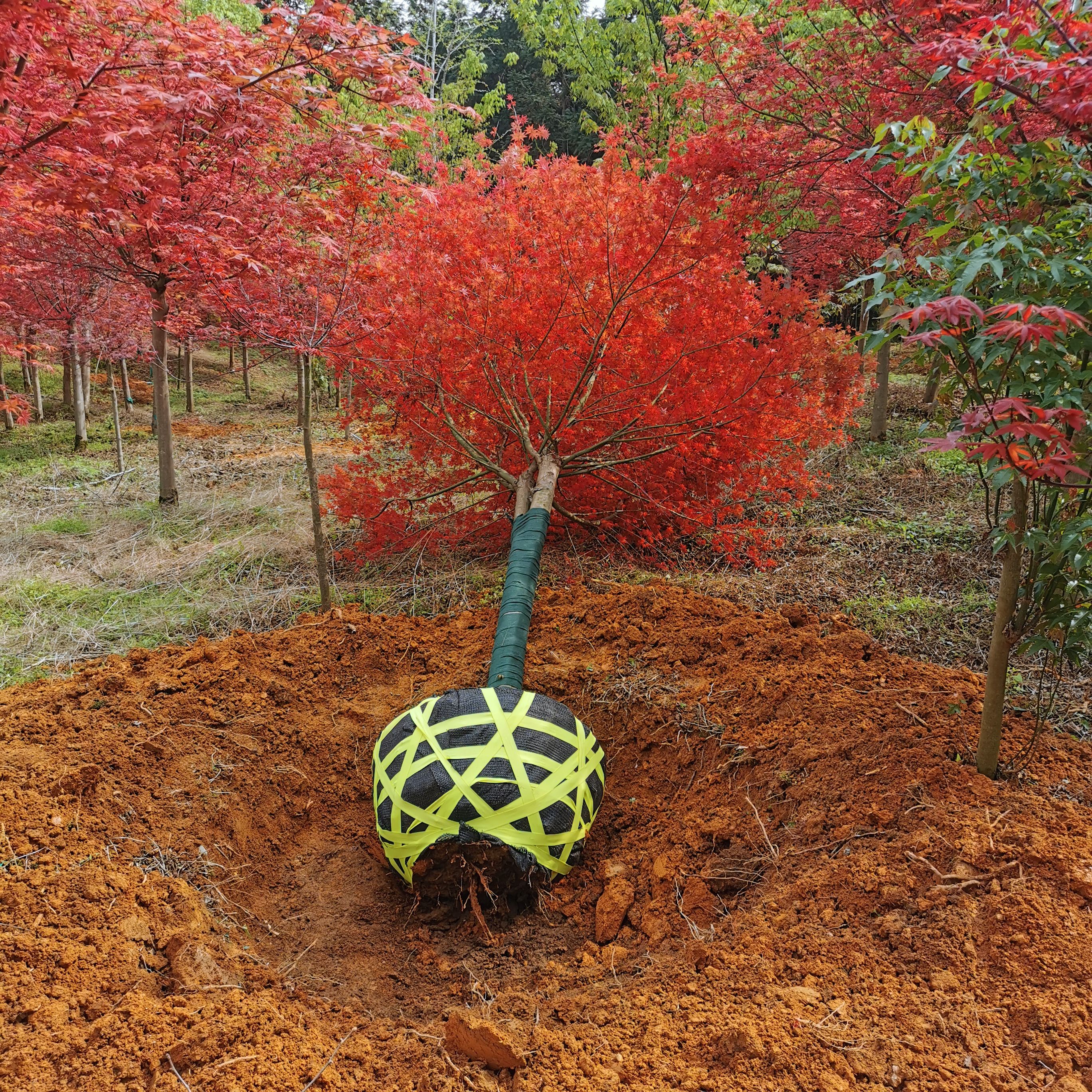 日本红枫红舞姬  自家苗圃红枫 日本红枫 红舞姬