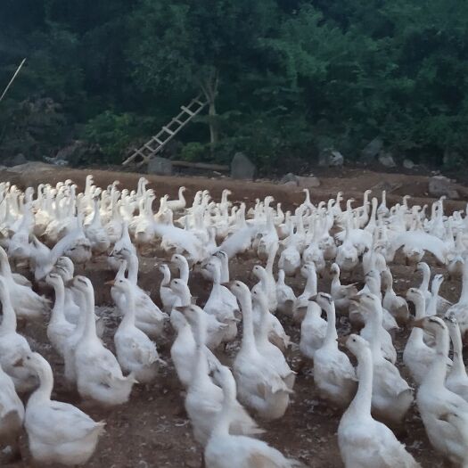 道县鹅 有需要的可以联系我