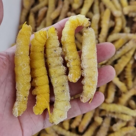 沧州豆虫，树豆虫