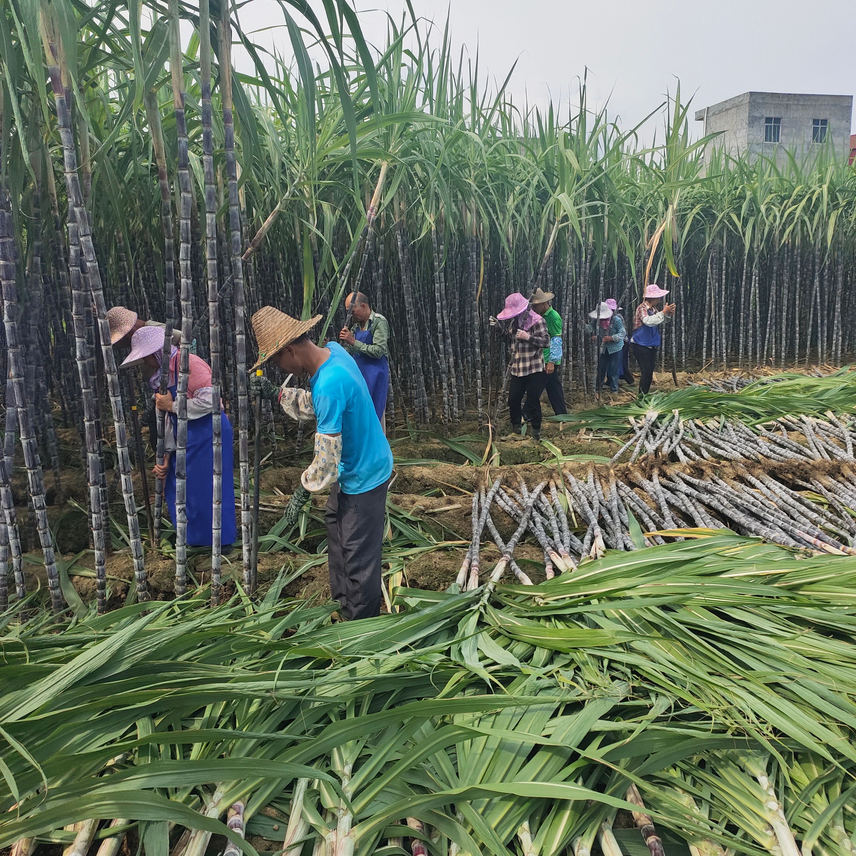 黑皮甘蔗产地直销  一手货源  质量保证  有便宜回头车