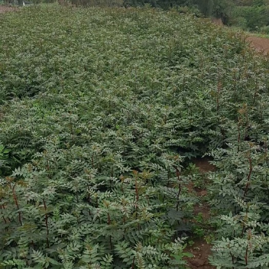 西和县大红袍花椒苗，一年生优质花椒苗