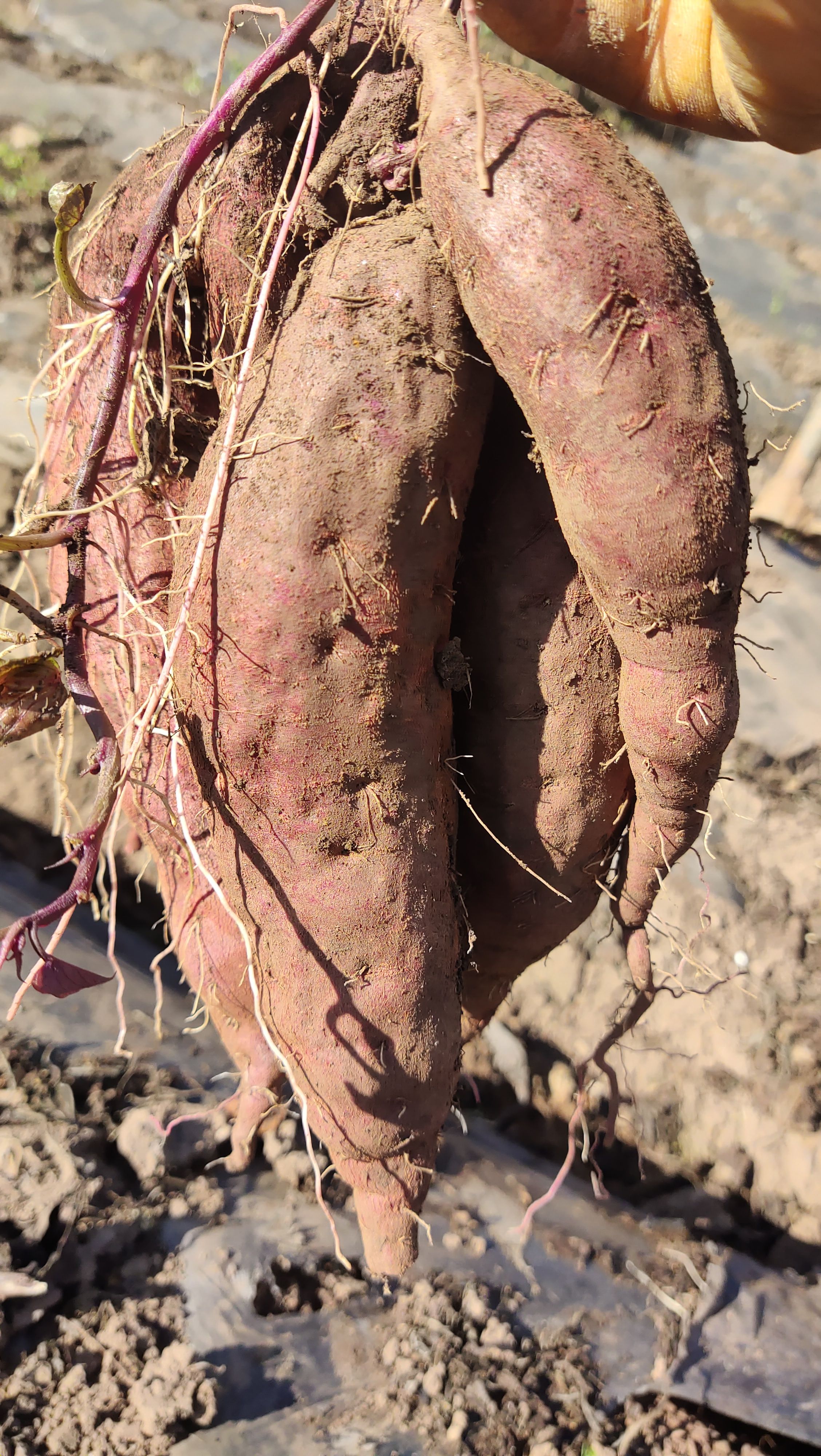 紫薯  建水县凌紫电商货加工薯需要联系