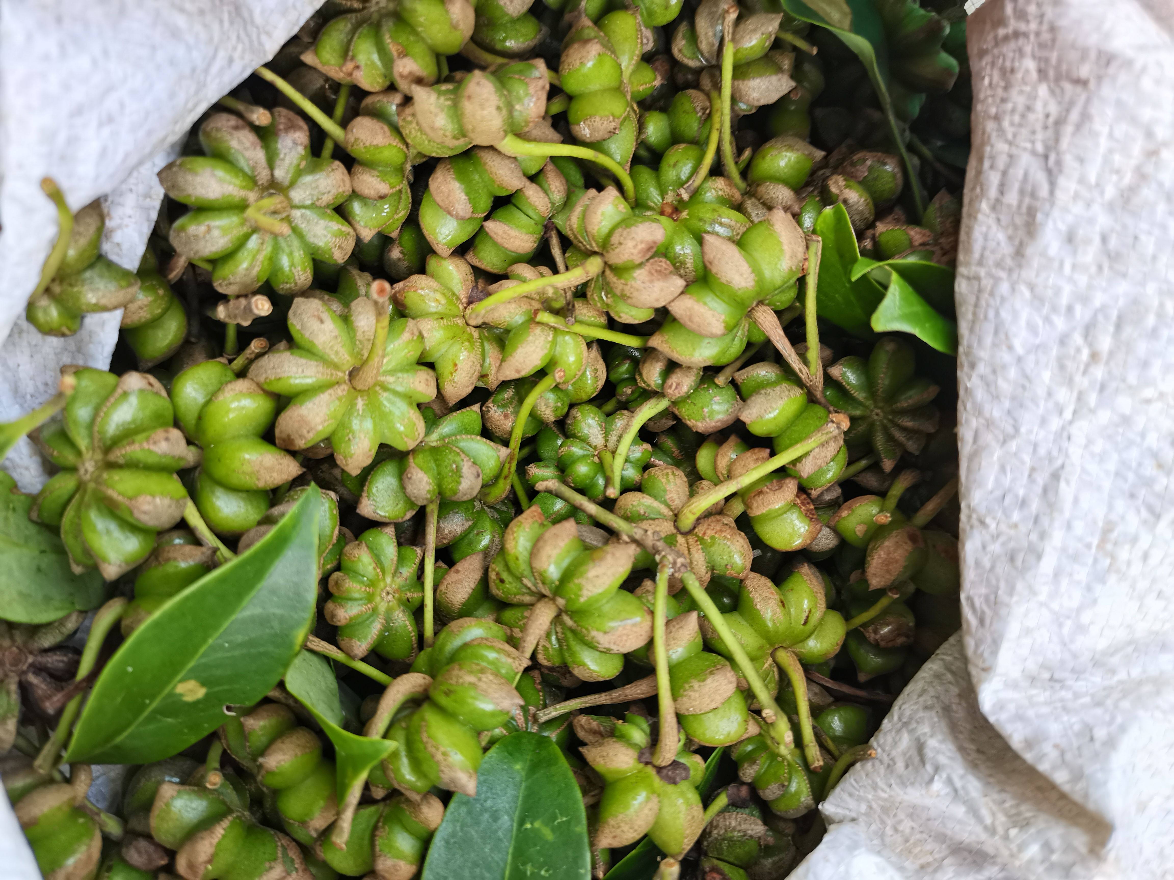 生八角（最靓）