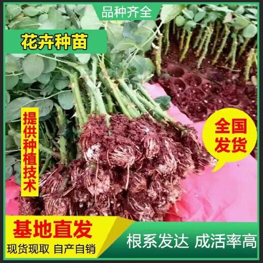 基地直供云南红玫瑰苗月季花苗 裸根扦插小苗 大花四季开花